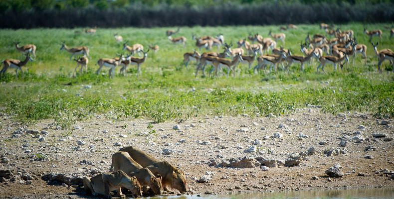 Etosha 